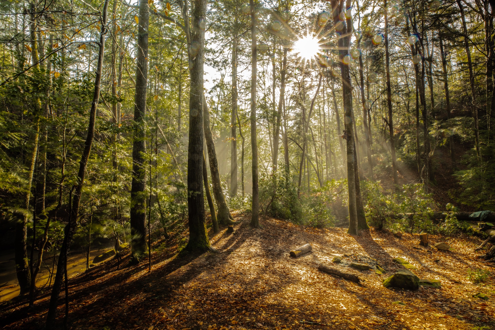 Late sunlight spilling between trees onto a woodland trail
